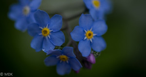 Image of Forget Me Nots