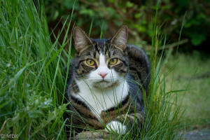 Image of a crouching cat