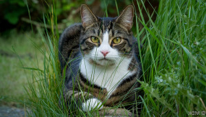 Photo of a cat in grass